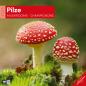 Preview: ACKERMANN Bildkalender 2025 4508 Pilze 30x30cm