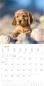 Preview: ALPHA EDITION Bildkalender 2025 104065 Hunde ML 30x30cm