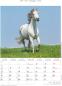 Preview: ALPHA EDITION Bildkalender 2025 104102 Pferde 23.7x34cm