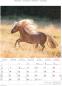 Preview: ALPHA EDITION Bildkalender 2025 104102 Pferde 23.7x34cm