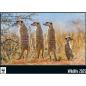 Preview: CALENDARIA Bildkalender 2025 45754326 WWF Wildlife ML 34x48cm