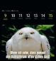 Preview: HARENBERG Postkartenkalender 2025 3310183+25 Animal Memes 16x17.5cm