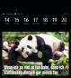 Preview: HARENBERG Postkartenkalender 2025 3310183+25 Animal Memes 16x17.5cm