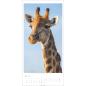 Preview: WEINGARTEN Bildkalender 2025 2959000+25 Giraffen 33x68cm