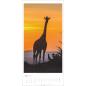 Preview: WEINGARTEN Bildkalender 2025 2959000+25 Giraffen 33x68cm