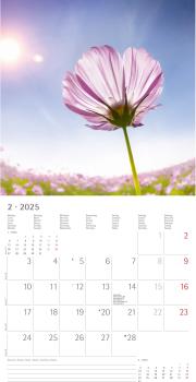 ALPHA EDITION Bildkalender 2025 104090 Sunny Moments 30x30cm