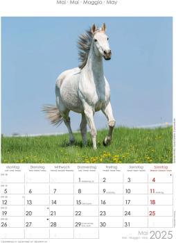 ALPHA EDITION Bildkalender 2025 104102 Pferde 23.7x34cm