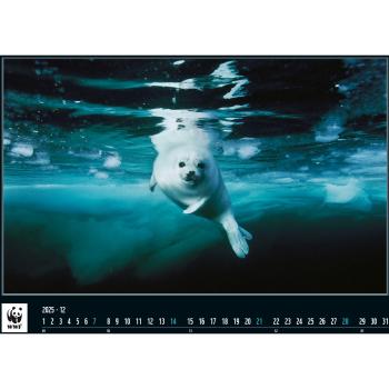 CALENDARIA Bildkalender 2025 45754326 WWF Wildlife ML 34x48cm