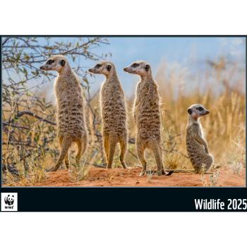 CALENDARIA Bildkalender 2025 45754326 WWF Wildlife ML 34x48cm