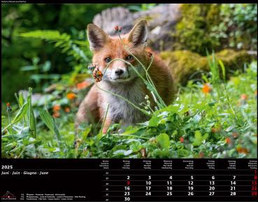 CALENDARIA Bildkalender 2025 783036204444 Swiss Animals 40x31cm