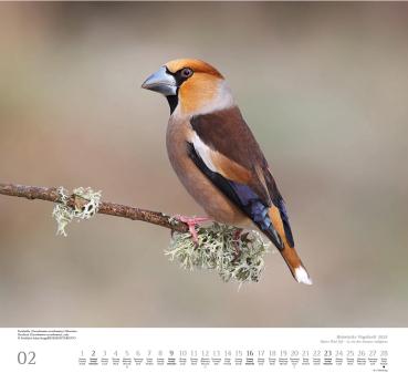 DUMONT Bildkalender 2025 205352 Heimische Vogelwelt 38x35.5cm