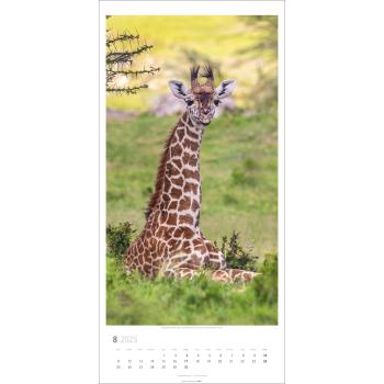 WEINGARTEN Bildkalender 2025 2959000+25 Giraffen 33x68cm