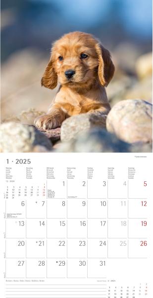 ALPHA EDITION Bildkalender 2025 104065 Hunde ML 30x30cm