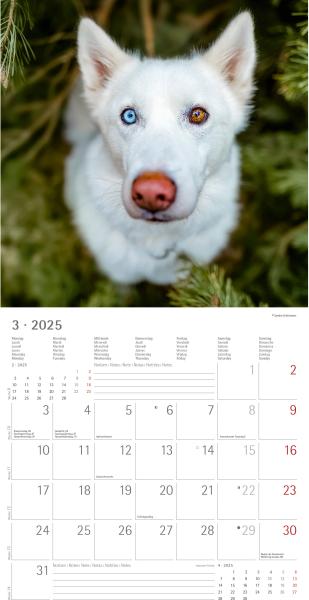 ALPHA EDITION Bildkalender 2025 104065 Hunde ML 30x30cm