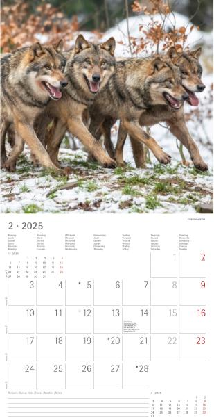 ALPHA EDITION Bildkalender 2025 104071 Wölfe 30x30cm