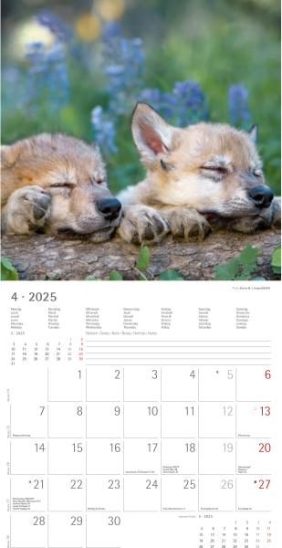 ALPHA EDITION Bildkalender 2025 104071 Wölfe 30x30cm