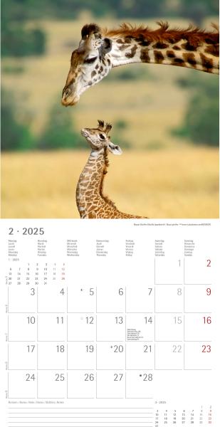 ALPHA EDITION Bildkalender 2025 104077 Tierbabys ML 30x30cm