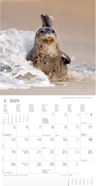 ALPHA EDITION Bildkalender 2025 104077 Tierbabys ML 30x30cm