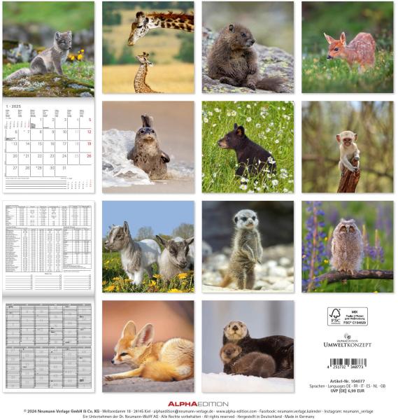 ALPHA EDITION Bildkalender 2025 104077 Tierbabys ML 30x30cm