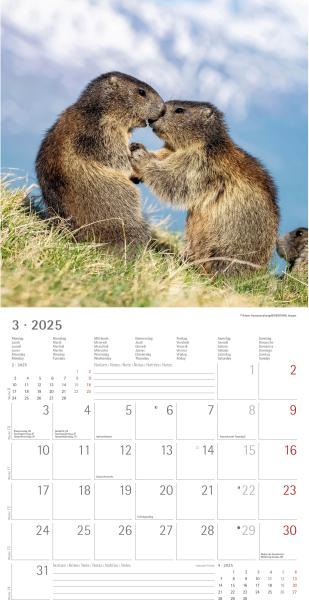 ALPHA EDITION Bildkalender 2025 104079 Beste Freunde ML 30x30cm