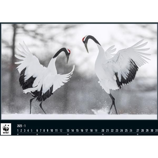 CALENDARIA Bildkalender 2025 45754326 WWF Wildlife ML 34x48cm