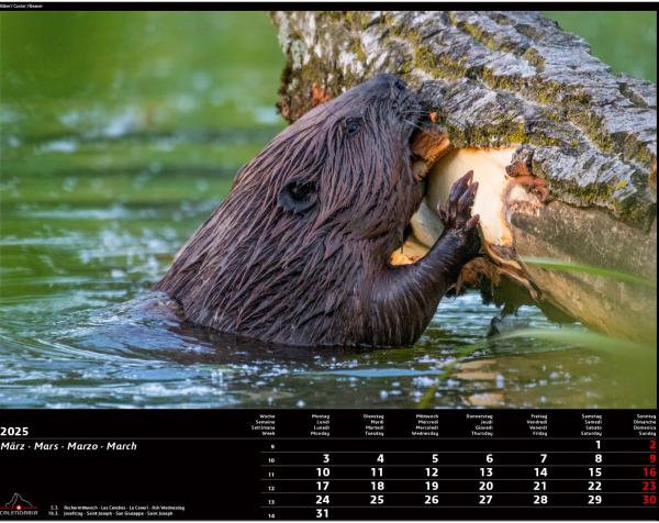 CALENDARIA Bildkalender 2025 783036204444 Swiss Animals 40x31cm