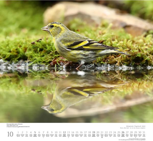 DUMONT Bildkalender 2025 205352 Heimische Vogelwelt 38x35.5cm