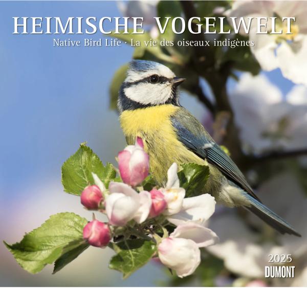 DUMONT Bildkalender 2025 205352 Heimische Vogelwelt 38x35.5cm