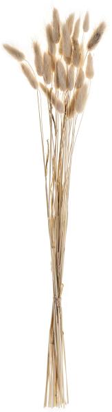 Eglo trockenblume 60cm 428039 beige - Eglo-428039-9008606258642