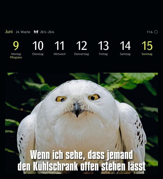 HARENBERG Postkartenkalender 2025 3310183+25 Animal Memes 16x17.5cm