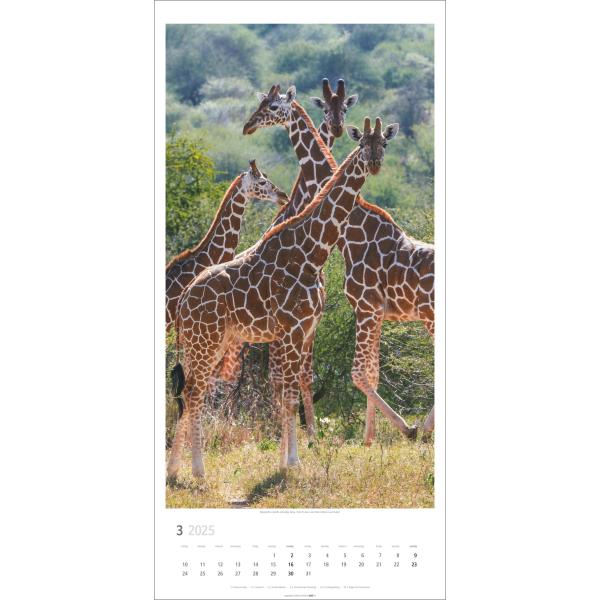 WEINGARTEN Bildkalender 2025 2959000+25 Giraffen 33x68cm