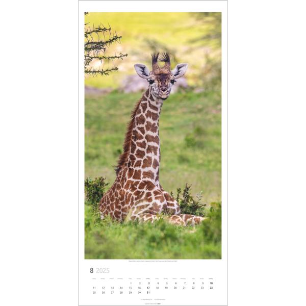 WEINGARTEN Bildkalender 2025 2959000+25 Giraffen 33x68cm