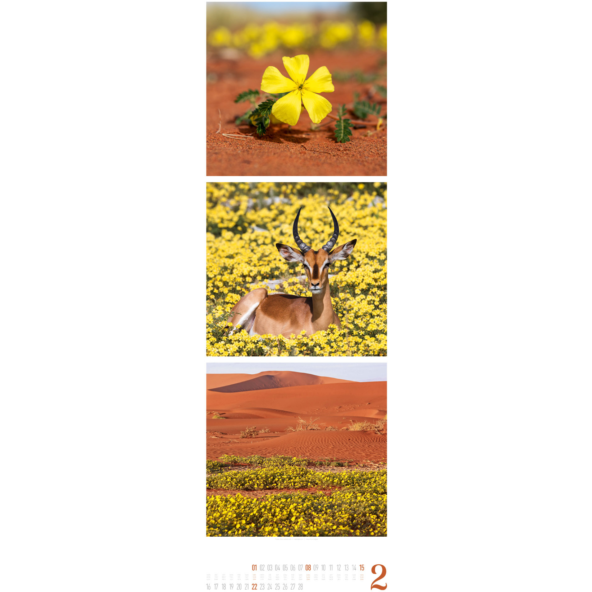 ACKERMANN Bildkalender 2026 2656 Nature ML 33x100cm